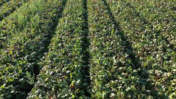 Beautiful view of endless green agricultural field. Drone flying over field 6 video
