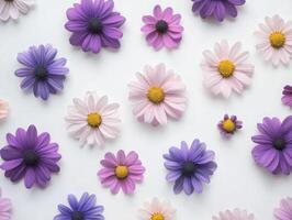 Colorful daisy flowers arranged on a white background photo
