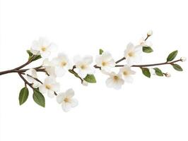 Beautiful branch of white flowers with greenery in a bright setting photo