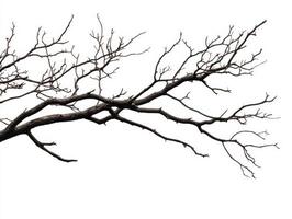 Bare branches stretch against a white background in winter photo