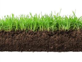 Soil and grass layers showing healthy growth in a garden setting photo