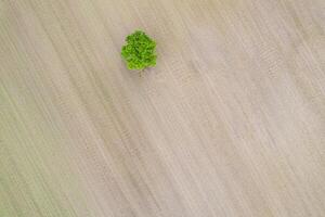 aerial top down view of a single tree in open farmland agricultural fields photo