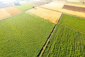 aerial drone view of agricultural fields abstract patterns and textures, cereal and potato. Agriculture background concept landscape photo