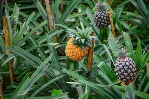pineapples ripening in a greenhouse in a pineapple plantation on the island of sao miguel, Azores photo