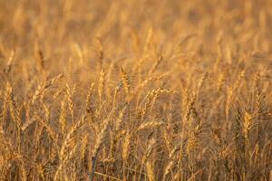 close up of golden wheat ready for harvest, soft focus background, agricultural concept background photo