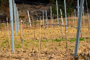 rows of young grapevines and metal supports photo