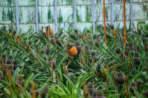 pineapples ripening in a greenhouse in a pineapple plantation on the island of sao miguel, Azores archipelago photo