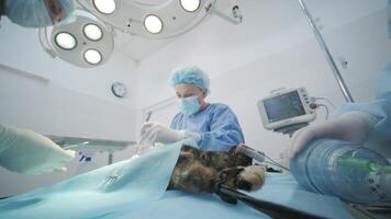 Veterinarian surgeons in operating room doing cat neutering 6 video