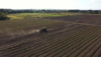 The tractor is harvesting in a large field full of onions. Harvesting concept video