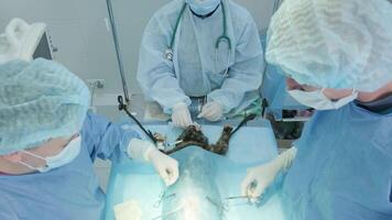 Veterinarian surgeons in operating room doing cat neutering 13 video