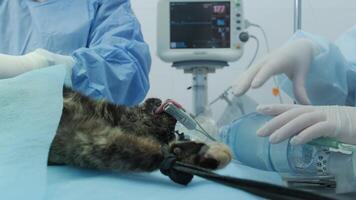 Veterinarian surgeons in operating room doing cat neutering 8 video