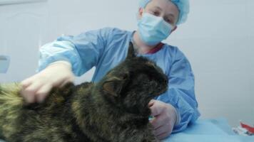 Veterinary surgeon is preparing cat for neutering surgery 3 video
