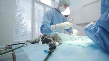 Veterinarian surgeons in operating room doing cat neutering 2 video