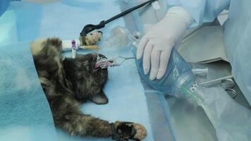 Veterinarian surgeons in operating room doing cat neutering 7 video