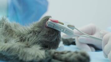 Veterinarian surgeons in operating room doing cat neutering 4 video