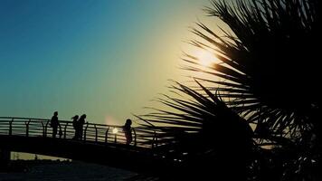 A Sunset Light Seeping Through Tree Leaves and Bridge on Sea video
