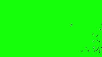 A flock of black birds flying left to right, a group of pigeons chroma key green screen. Silhouettes of Migrating Birds in motion far in the sky. Sparrows or Swallows. For compositing VFX video