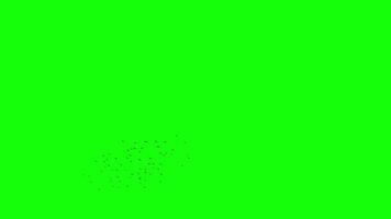 A flock of black birds flying freely chaotical, a group of pigeons chroma key green screen. Silhouettes of Migrating Birds in motion far in the sky. Sparrows or Swallows. For compositing VFX video