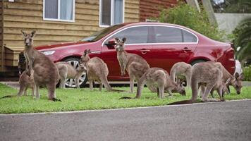 une groupe de kangourous se rassemble sur une pièce de vert herbe près une de banlieue maison, avec une rouge voiture garé dans le Contexte. certains sont pâturage, tandis que autres supporter alerte, observer leur alentours. video