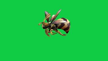 3d bee fly loop animation isolated on green screen background video