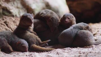 Group of dwarf mongooses resting together on sandy ground video