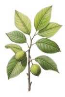 illustration of walnut tree, Juglans regia, with fruits, leaves. Walnut shell inside it green nut husk png