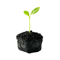 Green Sprout Emerging From Dark Soil Against Transparent Background png