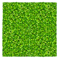 Green grass pattern and texture use for background. png