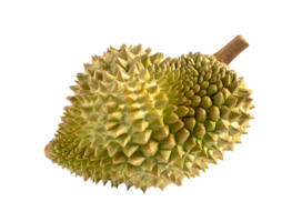 Fresh durian isolated. Durian fruit with clipping path. png