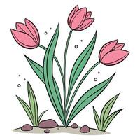 illustration of pink tulips with green leaves and rocks vector