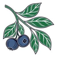 Blueberry branch with leaves vector