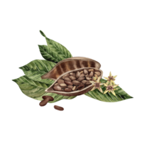 Cocoa cut in half, the fruit with grains inside lies on green leaves with flowers of cocoa wood. The watercolor illustration is manually drawn in a botanical style. For the design of packaging, cards png