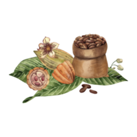 The burlap filled with cocoa with seeds, beans, cocoa flowers lie on green leaves. The watercolor illustration is manually drawn in a botanical style. For the design of packaging, logo, cafe, cards png