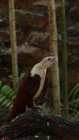 a large bird sitting on a log in a zoo video