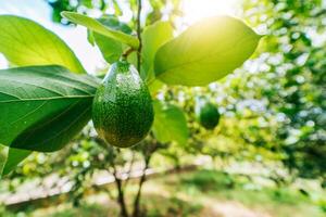 Avocado harvesting concept. Close up of a beautiful avocado on a branch in an orchard photo