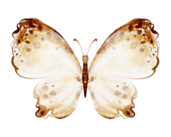Hand drawn watercolor illustration of a butterfly with open wings. png