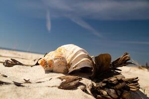 Snail shell on the beach photo