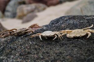 three crabs on the beach photo