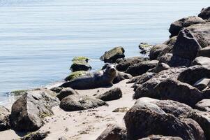 a grey seal in Blavand photo