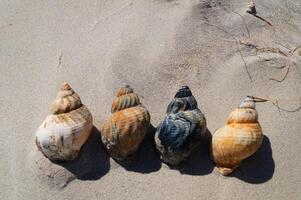 4 Snail shells on the beach photo