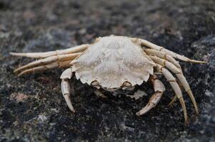a white crab on the beach photo