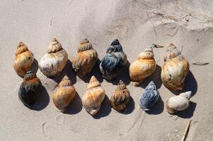 12 Snail shells on the beach photo