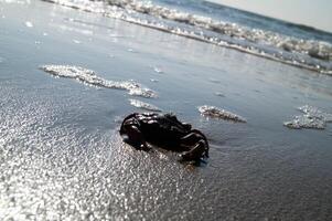 1 crab on the beach photo