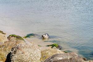wild Phoca vitulina seal at the beach of blavand photo