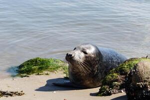 Phoca vitulina seal at the beach of denmark photo
