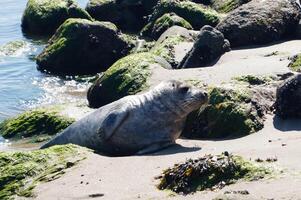wild seal at the beach of juetland photo
