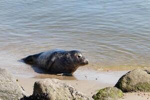 Phoca vitulina Grey seal at the beach of juetland photo