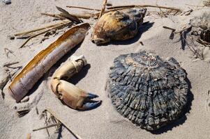 some Finds on the beach of Blavand photo