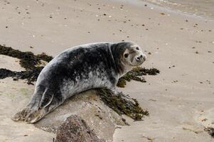 grey seal on the North Sea coast photo