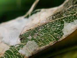 Decomposing leaf resulting in leaf skeleton. Blurred background photo